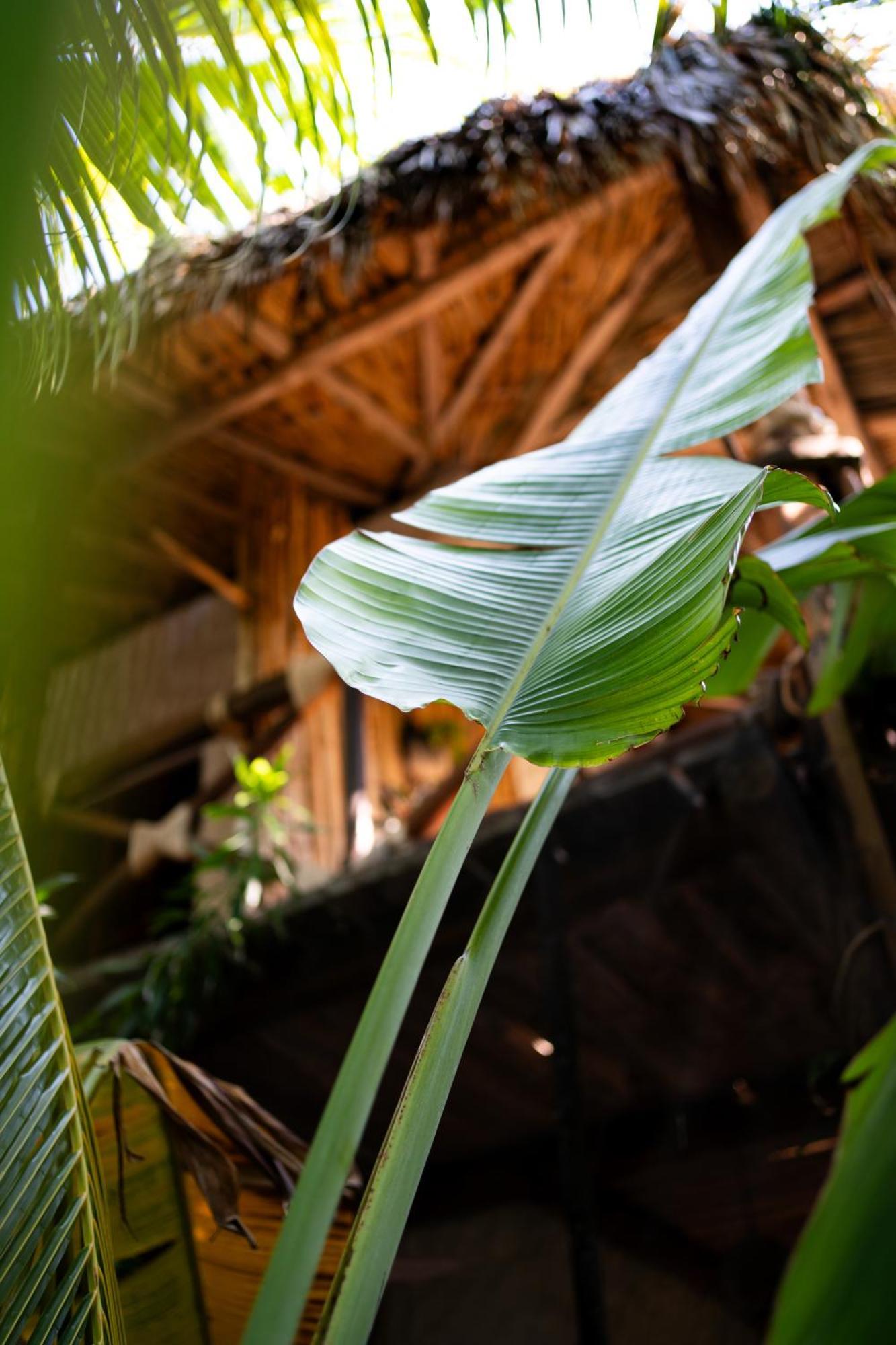 Sirenas Caribbean Rooms Holbox Esterno foto